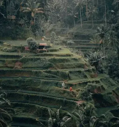 rice field on a hill