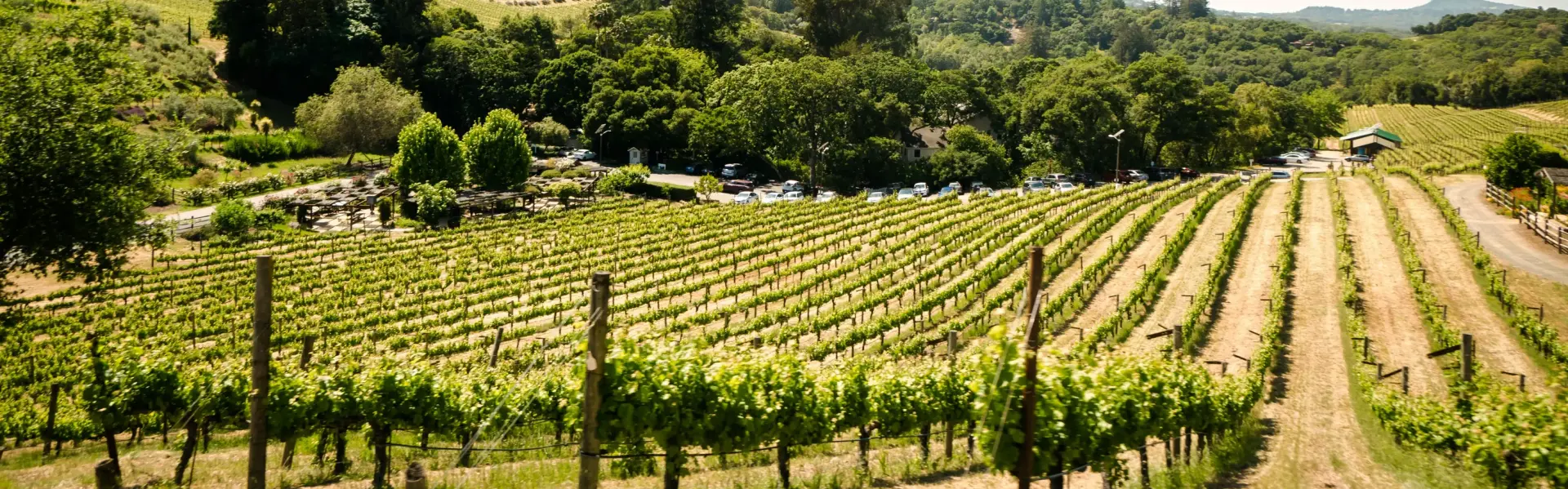 Banner image for Sonoma representative of the city