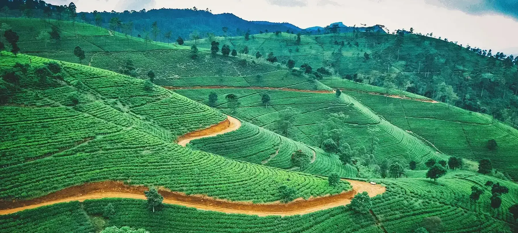 Banner image for Sri Lanka representative of the country