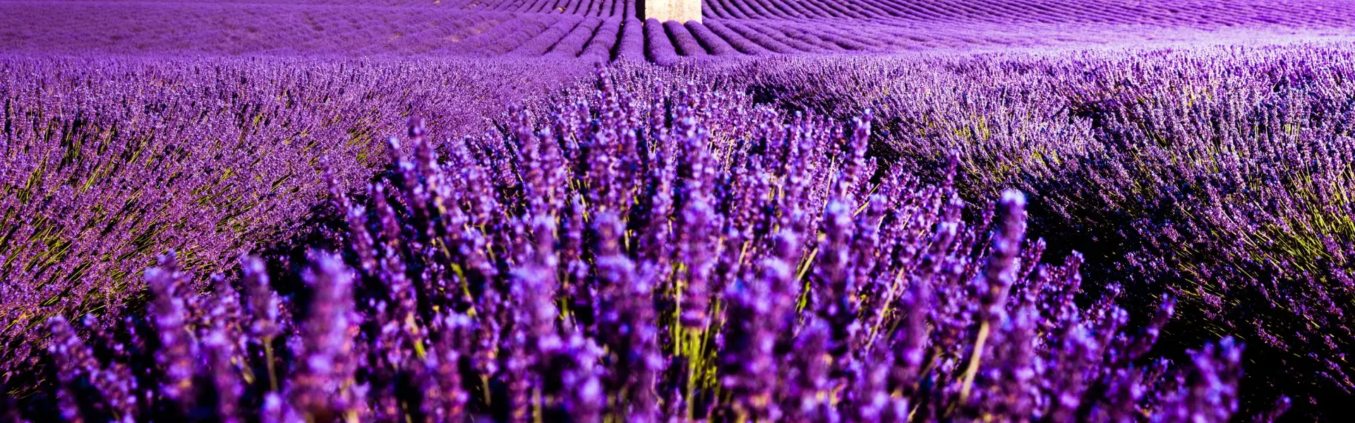 Banner image for Provence-Alpes-Côte-d’Azur representative of the region