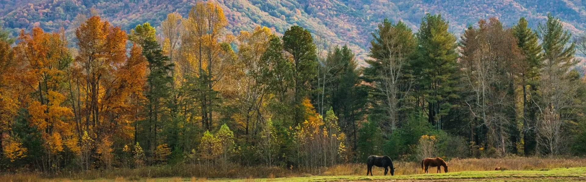 Banner image for Tennessee representative of the region