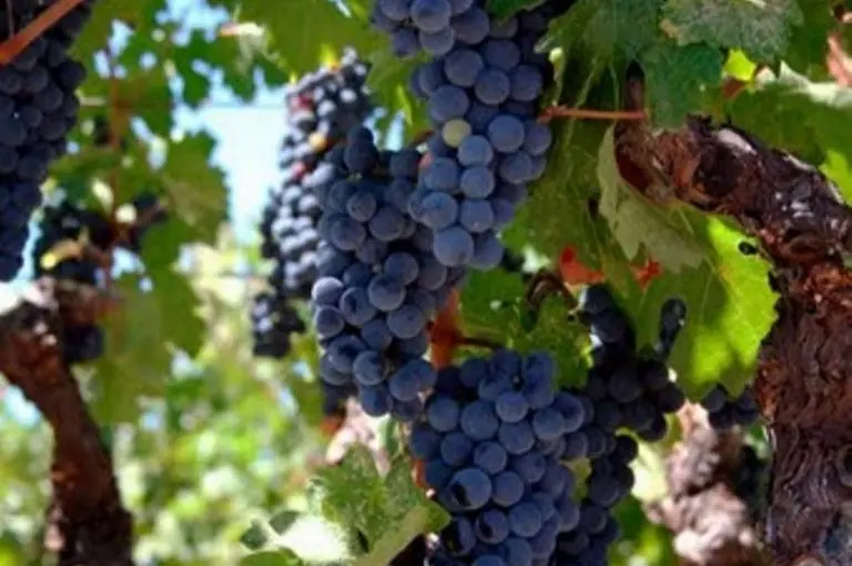 Hilton Garden Inn Napa
