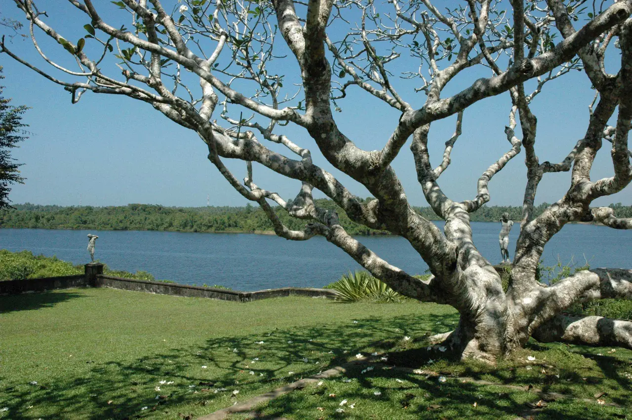 The Wallawwa